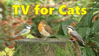 Video For Cats To Watch Woodland Birds