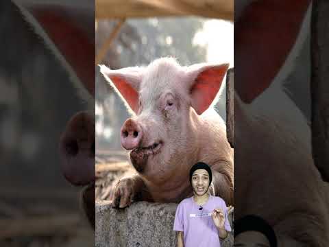 حقائق صادمه عن الخنزير اقذر حيوان فى العالم 😡