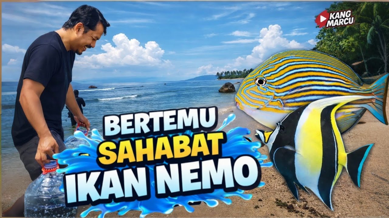 BERBURU IKAN HIAS DI PANTAI || ft. MEDIA LAUT || PASAR IKAN HIAS PARUNG 