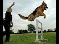 fully trained German Shepherd Dogs... の動画、YouTube動画。