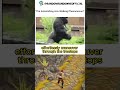 Gorilla Heights: Witness the Astonishing Arm Walking Phenomenon!