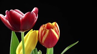 Tulips On Black Background 2 Stock Video screenshot 5