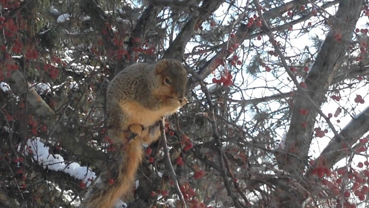 A Squirrel Feasting on Berries YouTube