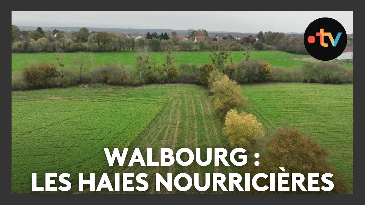 Un lieu, des histoires à Walbourg : les haies nourricières - Episode 2/4