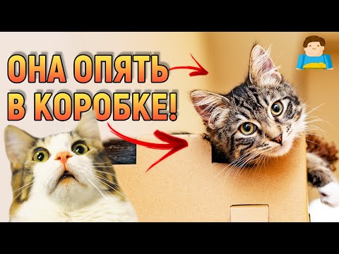 ВОТ почему КОШКИ любят залезать в коробки и лежать на клавиатуре | Plushkin