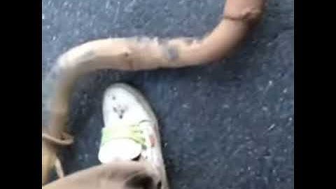 318 1984 ramcharger open headers