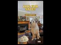 A Dog Approved Home for Sale!