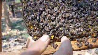 (7วัน)แยกผึ้งโพรงป่าจาก1รังเป็น3รังแบบนี้ง่ายที่สุด ep.2
