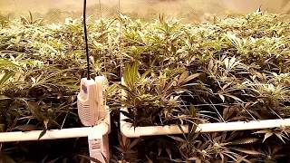 HygroHybrid 20 Days into Flowering Cannabis with Current Culture