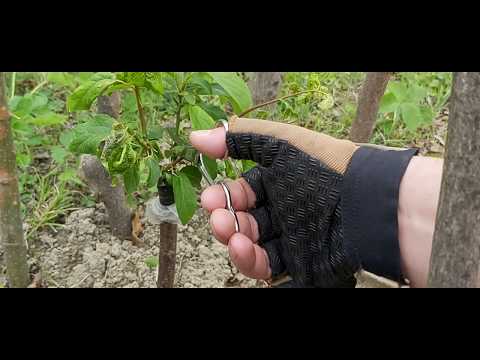 Sofeli.ge #6 - ნერგების გაფურჩქვნა.