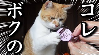 抱っこをせがむ猫に「にゃんスプーン」をプレゼントGive a Cat That Begs For a Hug a 'Meow Spoon'!