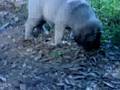 Mastiff carlo magno del fracasso  5 weeks