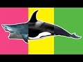 Baby play "Animals Match Up" Learn Sea Animal Names Real Shark Whale at Under the Sea Wo