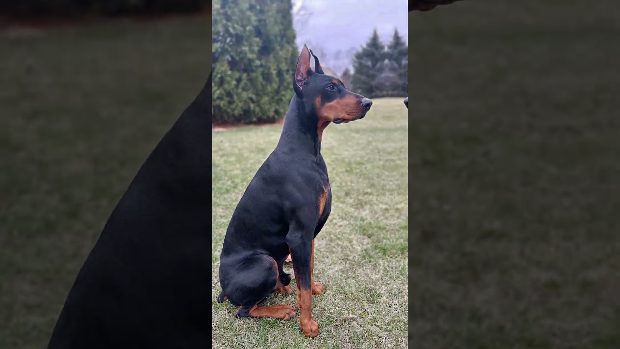 doberman / kyber edit 