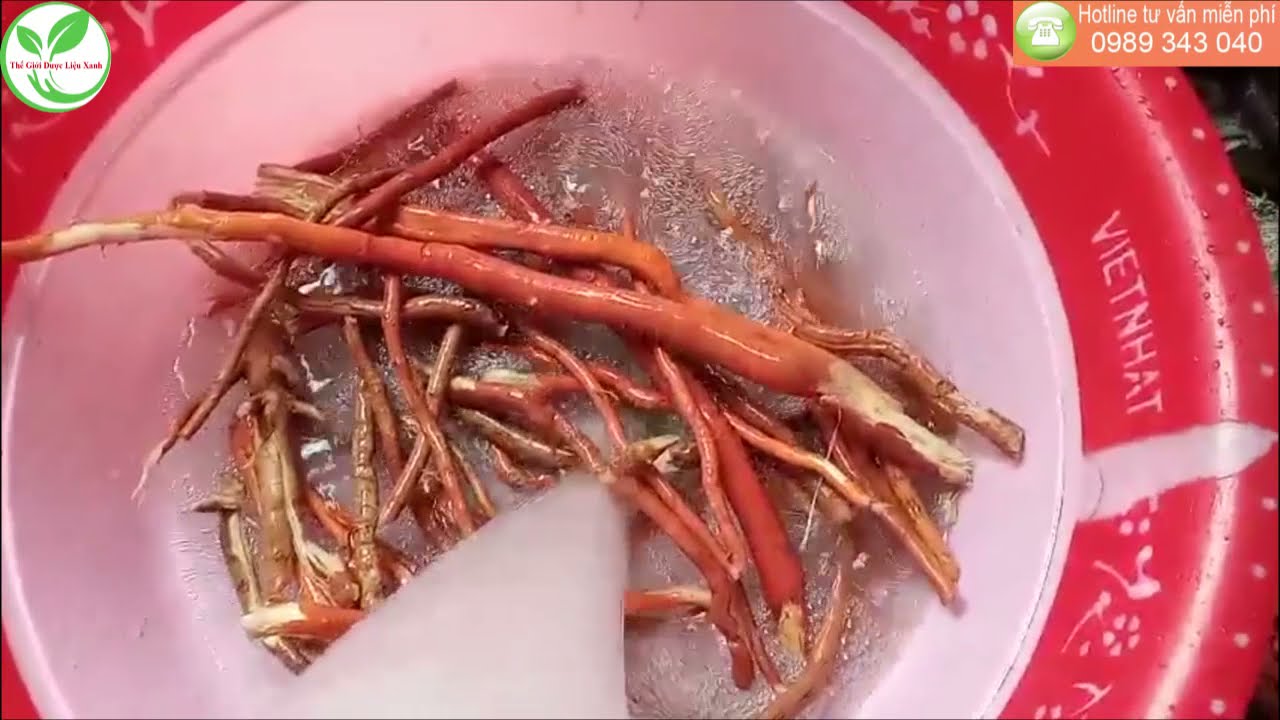 Sâm Cau Ngâm Rượu Với Gì