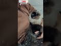 _coklat hitamku,.🤎🤎 #catshorts #mozzamam #catvideos #videoshort #kucinglucu #kucingcomel