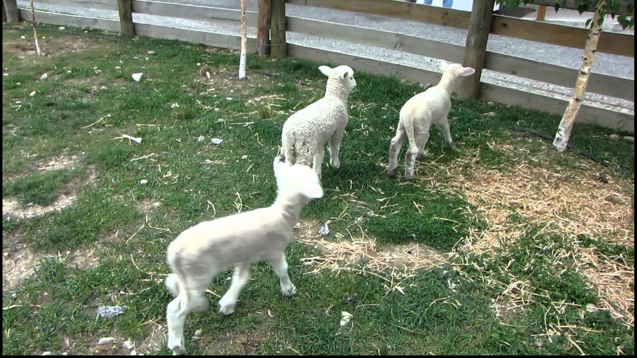 ニュージーランドの牧羊場にて 子羊の鳴き声 Youtube