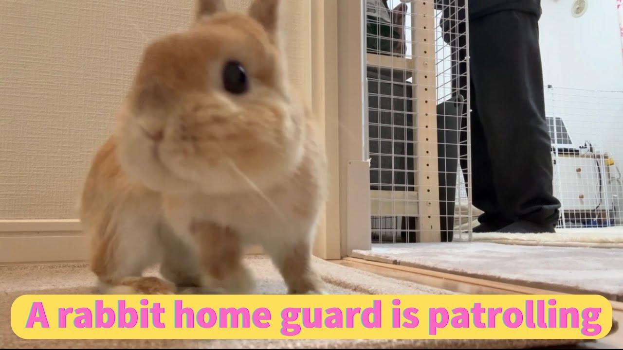 A rabbit home guard is patroolling - YouTube