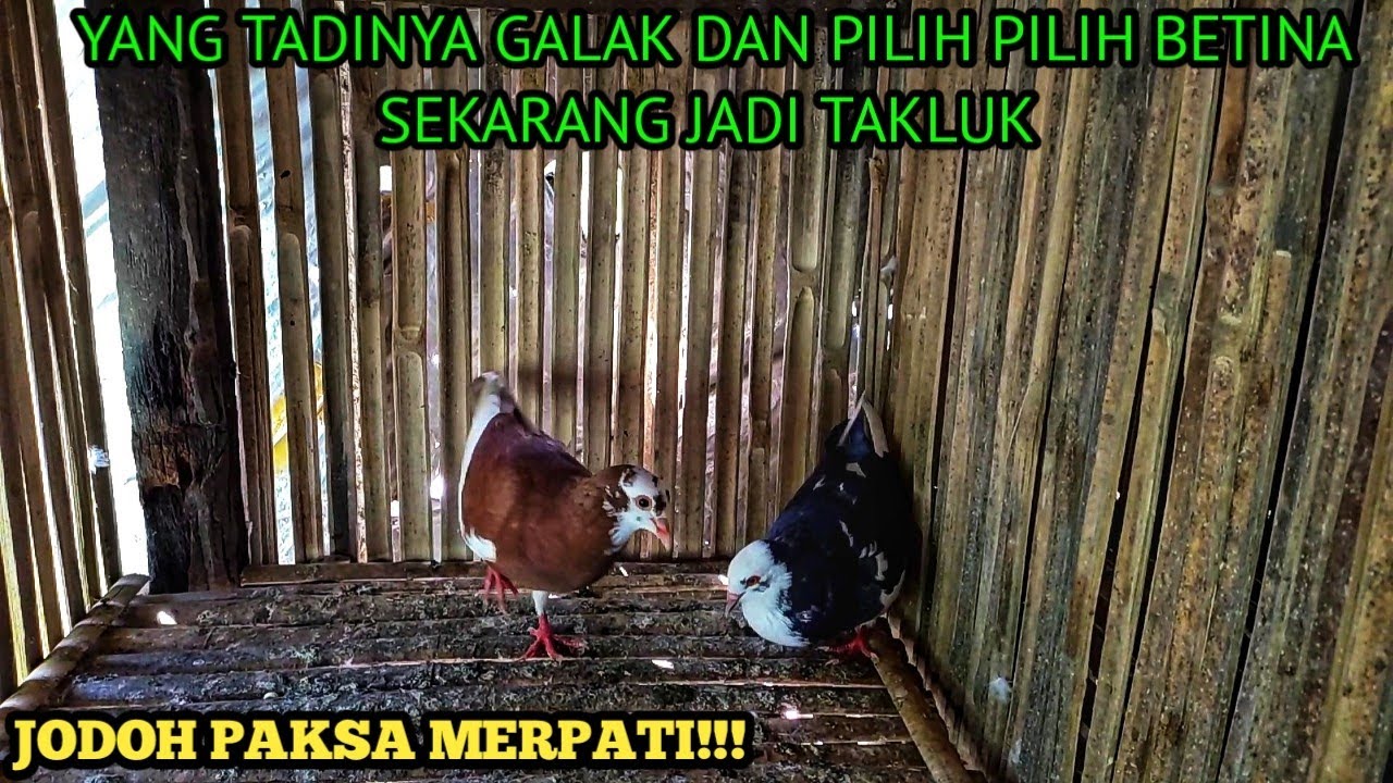 CARA MENGATASI MERPATI JANTAN GALAK SAAT DI JODOHKAN || MERPATI JANTAN PILIH PILIH BETINA