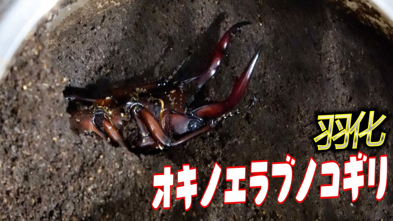 The Okinoerabu stag beetle has emerged from its pupa. - YouTube