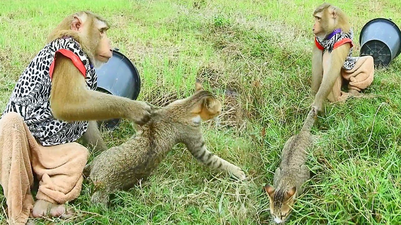 Heartwarming Cross Species Friendship in Green Fields, Animals Lovers