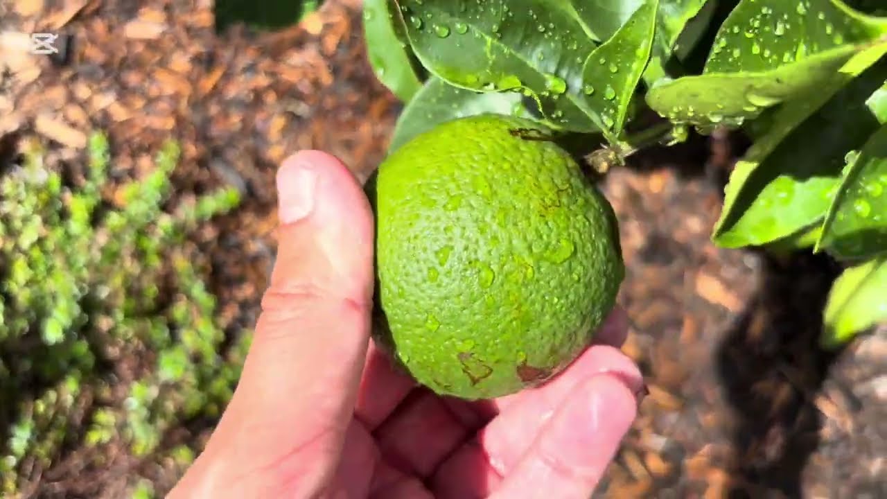 Water My Mediterranean Garden With Me – Episode 9 | Checking & Touching My Plants After Watering 💦 