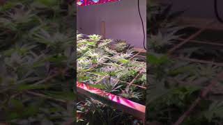 Educational purposes only Happy medical marijuana plants Day 17of flowering