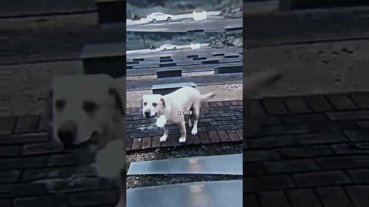  Le Cas Trange De Ce Pauvre Chien