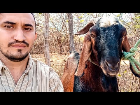 Vídeo: As cabras são melhores que as ovelhas?