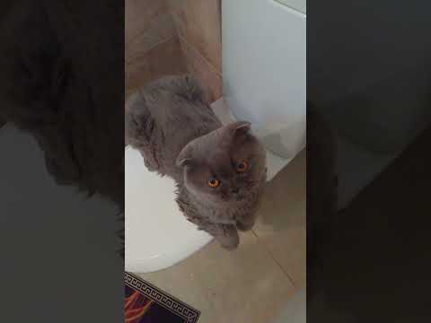 Кот Пуфик ☺️#рек#топ#кот#котик#cat#art#shorts#short#comedy#ютуб#юмор#смех#приколы#природа#лес#блогер