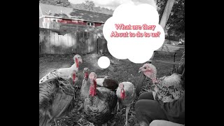 We have a Turkey problem! Will clipping flight feathers help