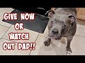 Talking Pitbull Goes Off On Dad! Smartest Dog On YouTube!