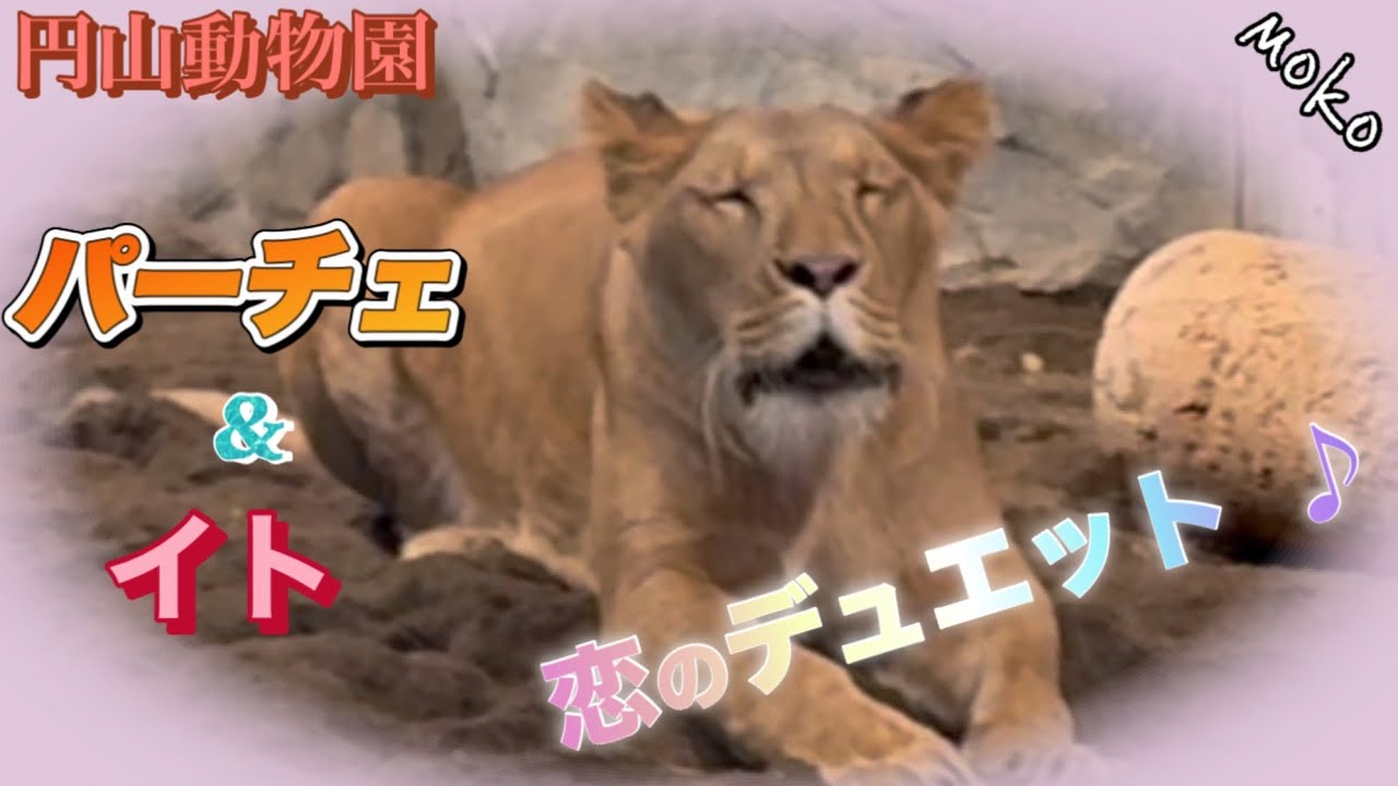 【パーチェ】の咆哮に【イト】が重ねた恋のデュエット♪