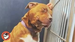 Rescue Dog Goes On Weekend Dates While Waiting for His Forever Home
