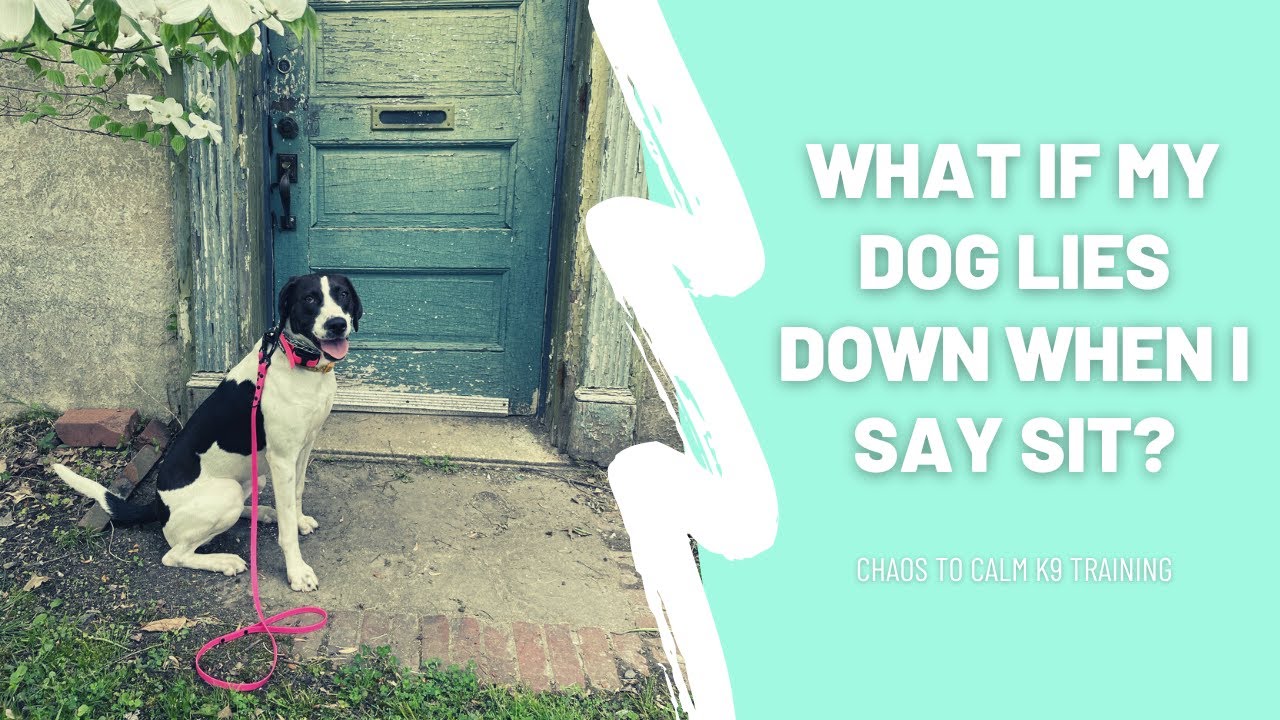 WHAT TO DO IF YOUR DOG LIES DOWN WHEN YOU SAY SIT How to encourage a