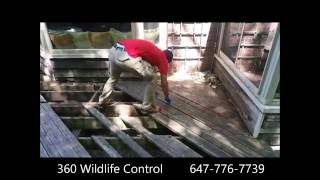 Raccoon getting in the basement from under the deck