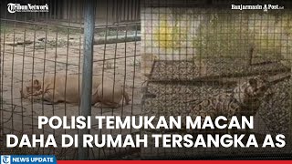 Tak Hanya Pelihara Harimau, Polresta Samarinda Temukan Macan Daha di Rumah Tersangka AS