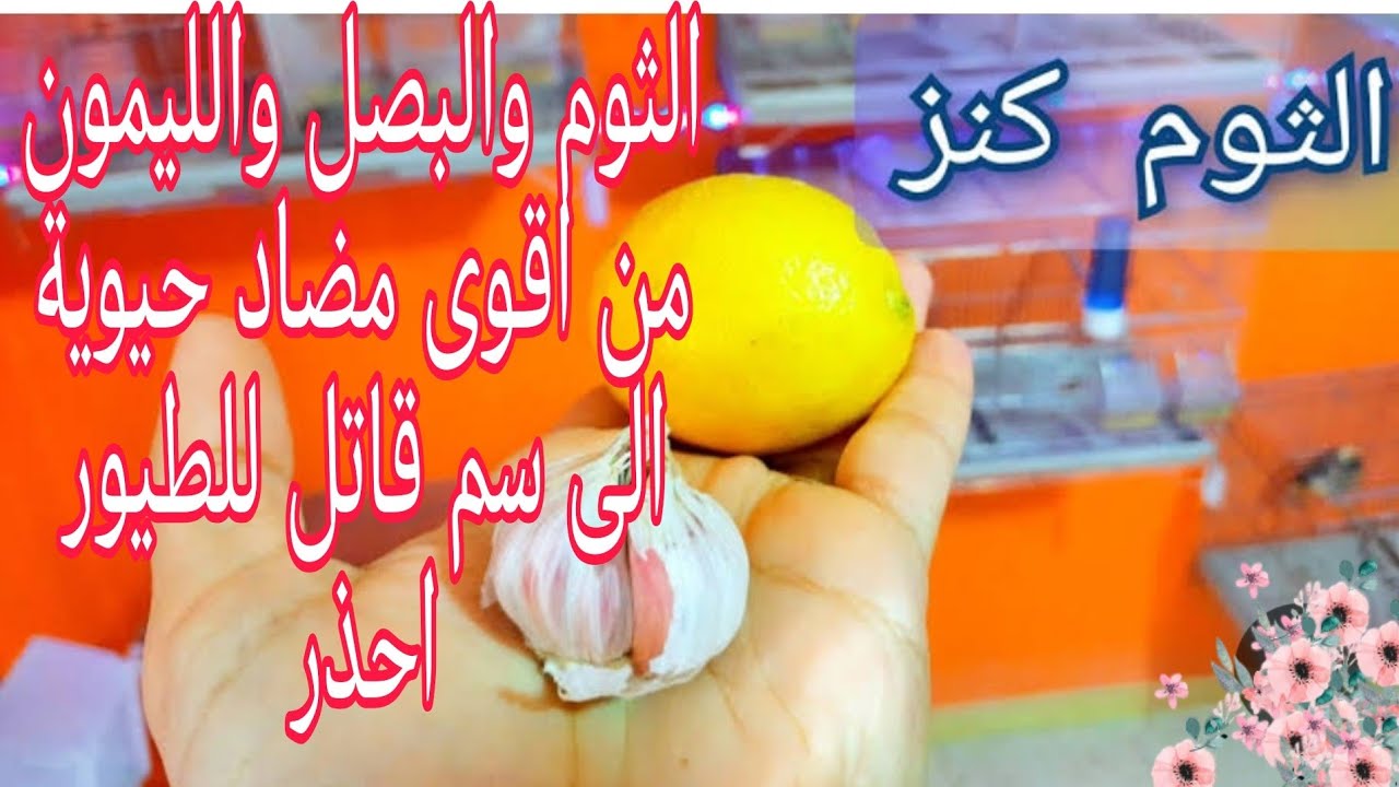 أقوى مضاد حيوي طبيعي لطيور الكناري والحسون يصبح سم قاتل في هذه الحالة