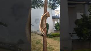 😺 Higher than yesterday. 🐾 #halo #shorts #viral #trending #catshorts #kitten #climbing #playing