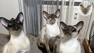 Cats fill our lives with love 💖😍💖 oriental cats | cat and owner | cat family 💖 by Clan of Lumier 211 views 1 month ago 6 minutes, 20 seconds