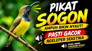SUARA SOGON SANG PEMANGGIL SOGON BISU AUTO GACOR DAHSYAT Ampuh || panggilan sogon liar paling ampuh