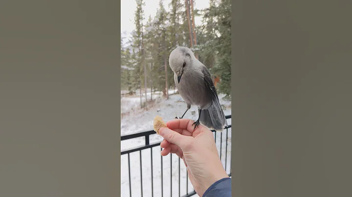 Hand-feeding a Canada Jay