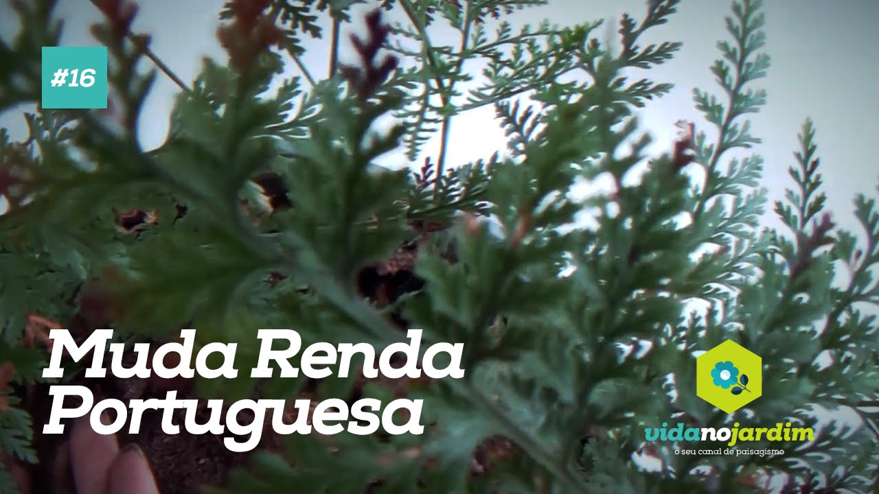 Como fazer muda de renda portuguesa