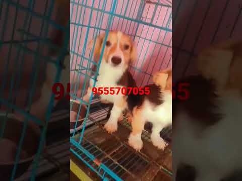 Welsh Corgi Puppy For Sale In Delhi NCR India 9555707055 Gurugram Noida Faridabad Ghaziabad India