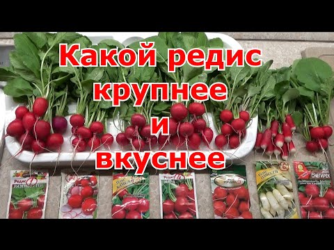 Какой сорт редиса нам больше понравился. Из семи сортов выбираем редиску крупнее и вкуснее.