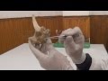 Thoracic & Lumbar vertebrae & Ribs & Sternum Horse