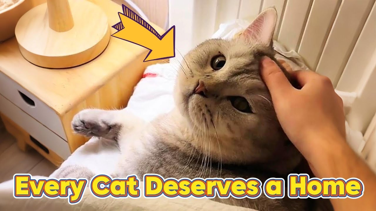 Дать кошкам дом: истории, которые согреют ваше сердце