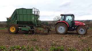 February fodder beet harvest.