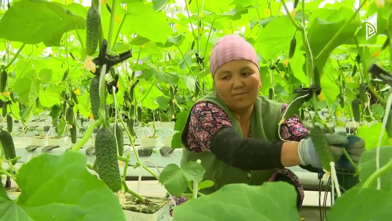 UPuper® participates in building a "cucumber factory" in Kyrgyzstan