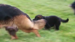 German Shepherd Puppy For Sale